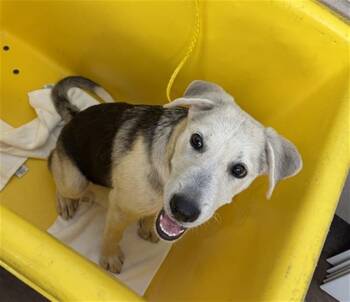 SAMMI -  Mixed Breed Dog for Adoption in Dallas, Texas - SAMMI | PetCurious