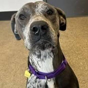Paisley -  Great Dane and Mixed Breed Dog for Adoption - Paisley | PetCurious
