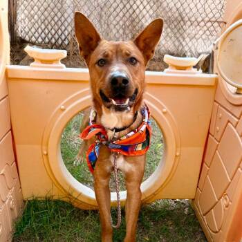 Cattle Dog Dogs Available for Adoption - Kelloggs | PetCurious