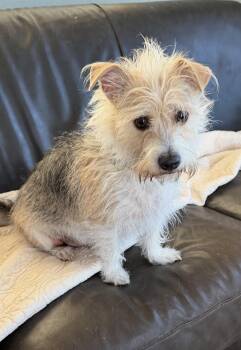 Ralphie -  Terrier Dog for Adoption in Deming, New Mexico - Ralphie | PetCurious