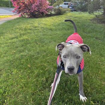 Mixed Breed Dogs Available for Adoption in Vassalboro, Maine - Lil Baby | PetCurious