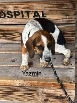 Rescue Beagle Dogs for Adoption in Saint Clairsville, Ohio - Yazmin | PetCurious