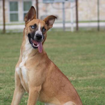 Kida Mae -  Husky and Australian Cattle Dog Blue Heeler Dog for Adoption in Temple, Texas - Kida Mae | PetCurious