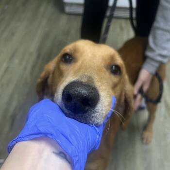 Rescue Hound Dogs for Adoption in Summerville, South Carolina - Rilo | PetCurious