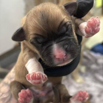 Shepherd and Labrador Retriever Dogs Available for Adoption in Austin, Texas - Aries | PetCurious