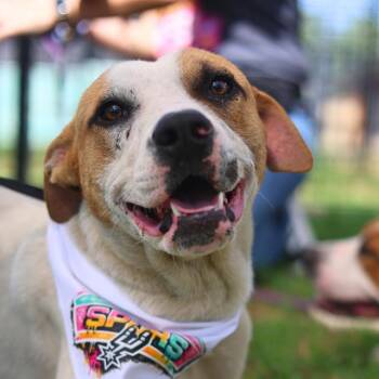 American Staffordshire Terrier Dogs Available for Adoption in San Antonio, Texas - PASTA | PetCurious