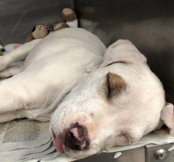 Tank -  Labrador Retriever and Bulldog Dog for Adoption in Parma, Ohio - Tank | PetCurious