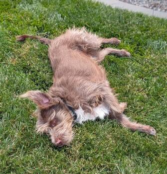 Terrier Dogs Available for Adoption in Salt Lake City, Utah - Dezmund | PetCurious