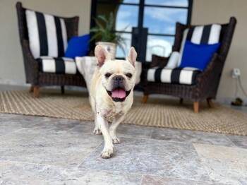 Marcel Gambino Bellisimo at Your Service -  French Bulldog Dog for Adoption in Friendswood, Texas - Marcel Gambino Bellisimo At Your Service | PetCurious