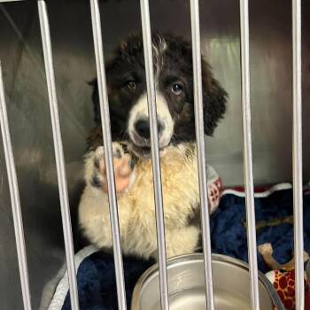 Mixed Breed Dogs Available for Adoption in Edwardsville, Illinois - Kiko | PetCurious