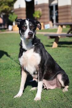Rescue Mixed Breed Dogs for Adoption in Columbia, Tennessee - Diamond | PetCurious