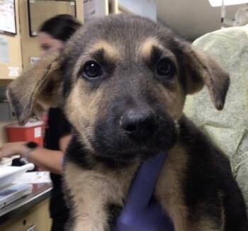 LOVIE -  German Shepherd Dog Dog for Adoption in Riverside, California - LOVIE | PetCurious