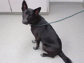 SUNNY -  German Shepherd Dog and Mixed Breed Dog for Adoption in Omaha, Nebraska - SUNNY | PetCurious