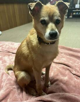 Rescue Shiba Inu and Chihuahua Dogs for Adoption in North Olmsted, Ohio - Finn | PetCurious