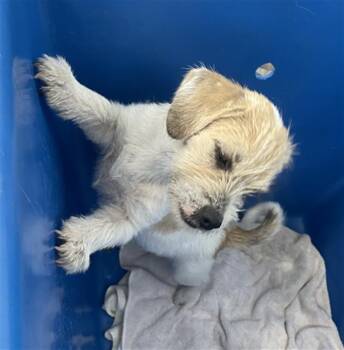 FRODO -  Mixed Breed Dog for Adoption in Dallas, Texas - FRODO | PetCurious