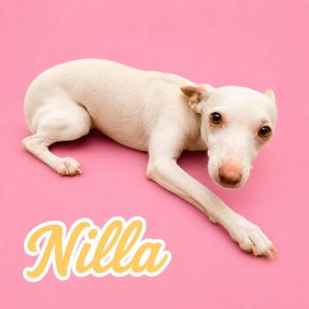 Nilla -  Chihuahua and Miniature Dachshund Dog for Adoption in Scottsdale, Arizona - Nilla | PetCurious