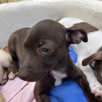Kate -  Chihuahua Dog for Adoption in Warren, Rhode Island - Kate | PetCurious