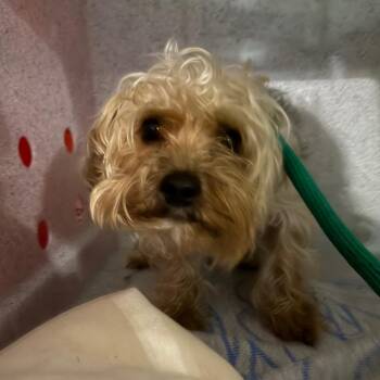 Pizza -  Terrier Dog for Adoption in Newark, New Jersey - Pizza | PetCurious