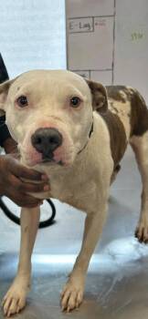 26-389 Poppy -  Pit Bull Terrier Dog for Adoption in Tarboro, North Carolina - 26-389 Poppy | PetCurious