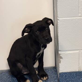 Shiitake (Woods Litter) -  Labrador Retriever and Shepherd Dog for Adoption in Holly Springs, North Carolina - Shiitake (Woods Litter) | PetCurious