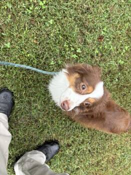 Julius -  Australian Shepherd Dog for Adoption in Ashland, Virginia - Julius | PetCurious