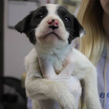 Australian Shepherd and Retriever Dogs Available for Adoption - Yamato | PetCurious