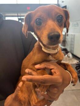 Mixed Breed Dogs Available for Adoption in West Chester, Pennsylvania - Coco Chanel | PetCurious