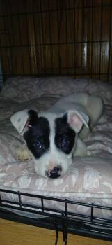 Mixed Breed Dogs Available for Adoption in Kenosha, Wisconsin - Queen Of Hearts | PetCurious