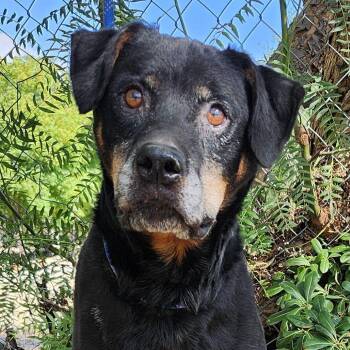 Rescue Rottweiler Dogs for Adoption in Burbank, California - Loki | PetCurious