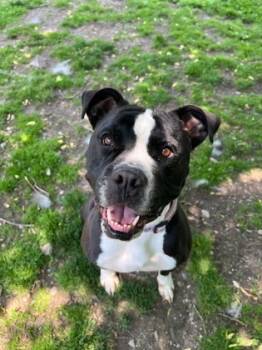 Rescue Boxer and Mixed Breed Dogs for Adoption in Erin, Ontario - Bella | PetCurious