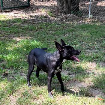 Cattle Dog and Mixed Breed Dogs Available for Adoption - Lee Lee | PetCurious