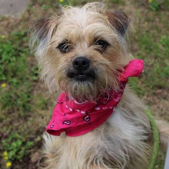 Yorkshire Terrier Dogs Available for Adoption in Manchester, New Hampshire - Panini In NH. Come Meet Our Adoptable Dogs Wednesday-Saturday. M | PetCurious