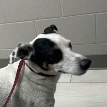 Mancha -  Terrier Dog for Adoption in Lufkin, Texas - Mancha | PetCurious