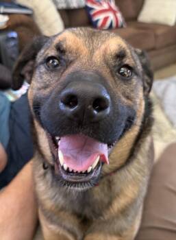 Kira -  Mixed Breed Dog for Adoption in Rathdrum, Idaho - Kira | PetCurious