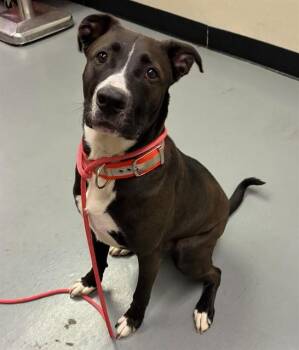 Black Labrador Retriever and Pit Bull Terrier Dogs Available for Adoption in Phoenix, Oregon - Bill  | PetCurious