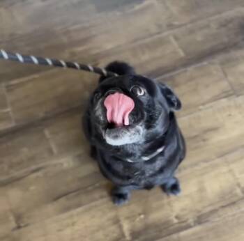 Salvatore (Godzilla) -  Pug Dog for Adoption in Ventura, California - Salvatore (Godzilla) | PetCurious