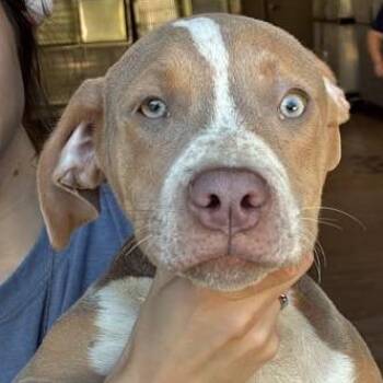 Trouble -  Mixed Breed Dog for Adoption in Gadsden, Alabama - Trouble | PetCurious