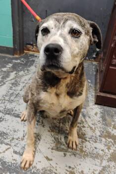 Boxer and American Bulldog Dogs Available for Adoption in New Lexington, Ohio - Bernice #87 | PetCurious