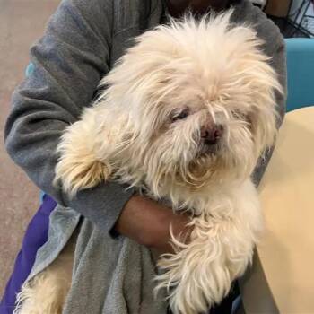 Bentley -  Pekingese Dog for Adoption in Brentwood, Missouri - Bentley | PetCurious