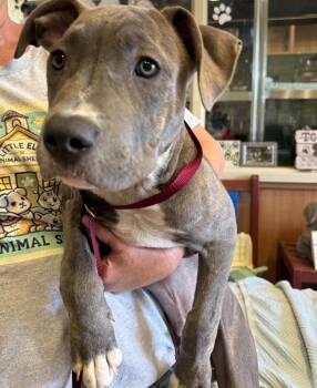 Pit Bull Terrier Dogs Available for Adoption in Little Elm, Texas - Lucky | PetCurious