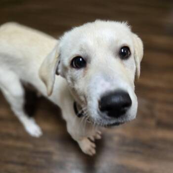 Great Pyrenees Dogs Available for Adoption - Frosting | PetCurious