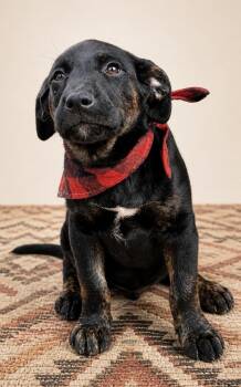 Flat Coated Retriever and Rottweiler Dogs Available for Adoption in Nahunta, Georgia - GOLIATH | PetCurious