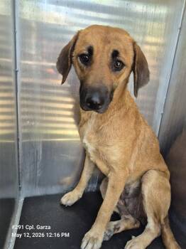 Hound Dogs Available for Adoption in San Antonio, Texas - PANCAKE | PetCurious