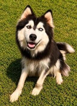 Saphire -  Husky Dog for Adoption in Covington, Louisiana - Saphire | PetCurious