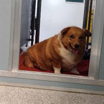 Corgi Dogs Available for Adoption in South Elgin, Illinois - Mike | PetCurious