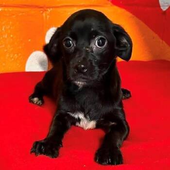 Pugsley -  Pug and Dachshund Dog for Adoption in Briarcliff Manor, New York - Pugsley | PetCurious