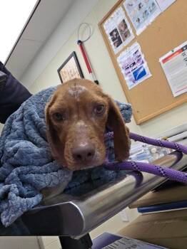 Beagle Dogs Available for Adoption in Disputanta, Virginia - Pootie Toot | PetCurious