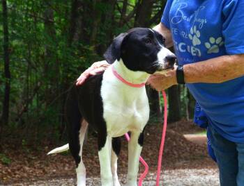 Tally -  Labrador Retriever and Great Dane Dog for Adoption in Willingboro, New Jersey - Tally | PetCurious