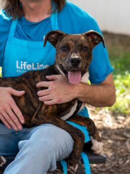 Dusse -  Mixed Breed Dog for Adoption in Chamblee, Georgia - Dusse | PetCurious