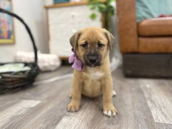 Pit Bull Terrier and Labrador Retriever Dogs Available for Adoption in Friendswood, Texas - Compass Journey | PetCurious